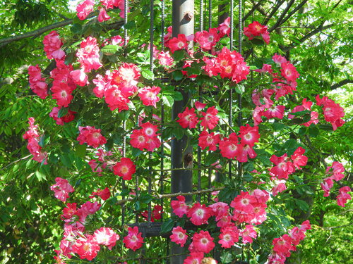 円を作るように咲き誇る蔓バラ（ドルトムント）