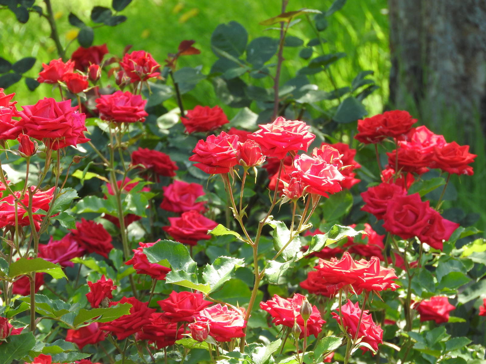 陽光を浴びて輝く赤い薔薇の花と緑の葉が写った花の写真