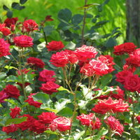 日中の庭で陽光を浴びる赤い薔薇の花びらの写真