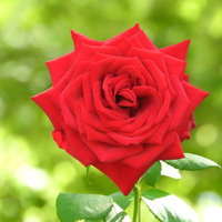 赤い薔薇の花（満開・一輪）の写真