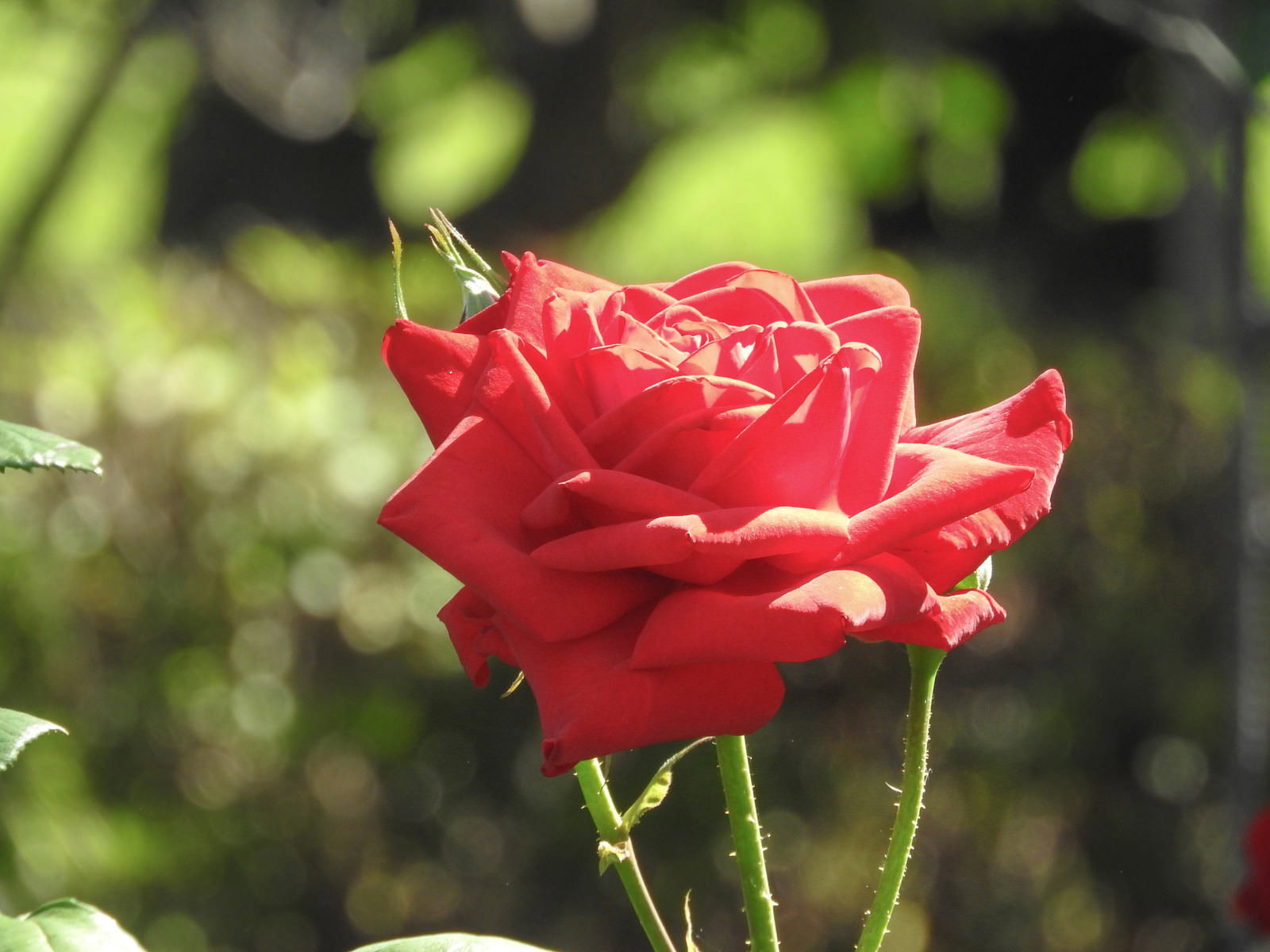 日光を浴びて咲く鮮やかな赤い薔薇の花