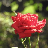 日光を浴びて咲く赤い薔薇のガーデニングの写真