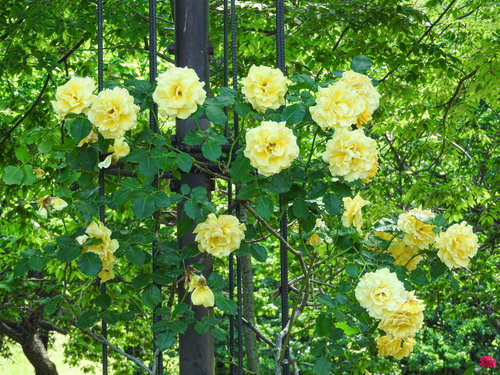 黄色い蔓バラのフェンス仕立て