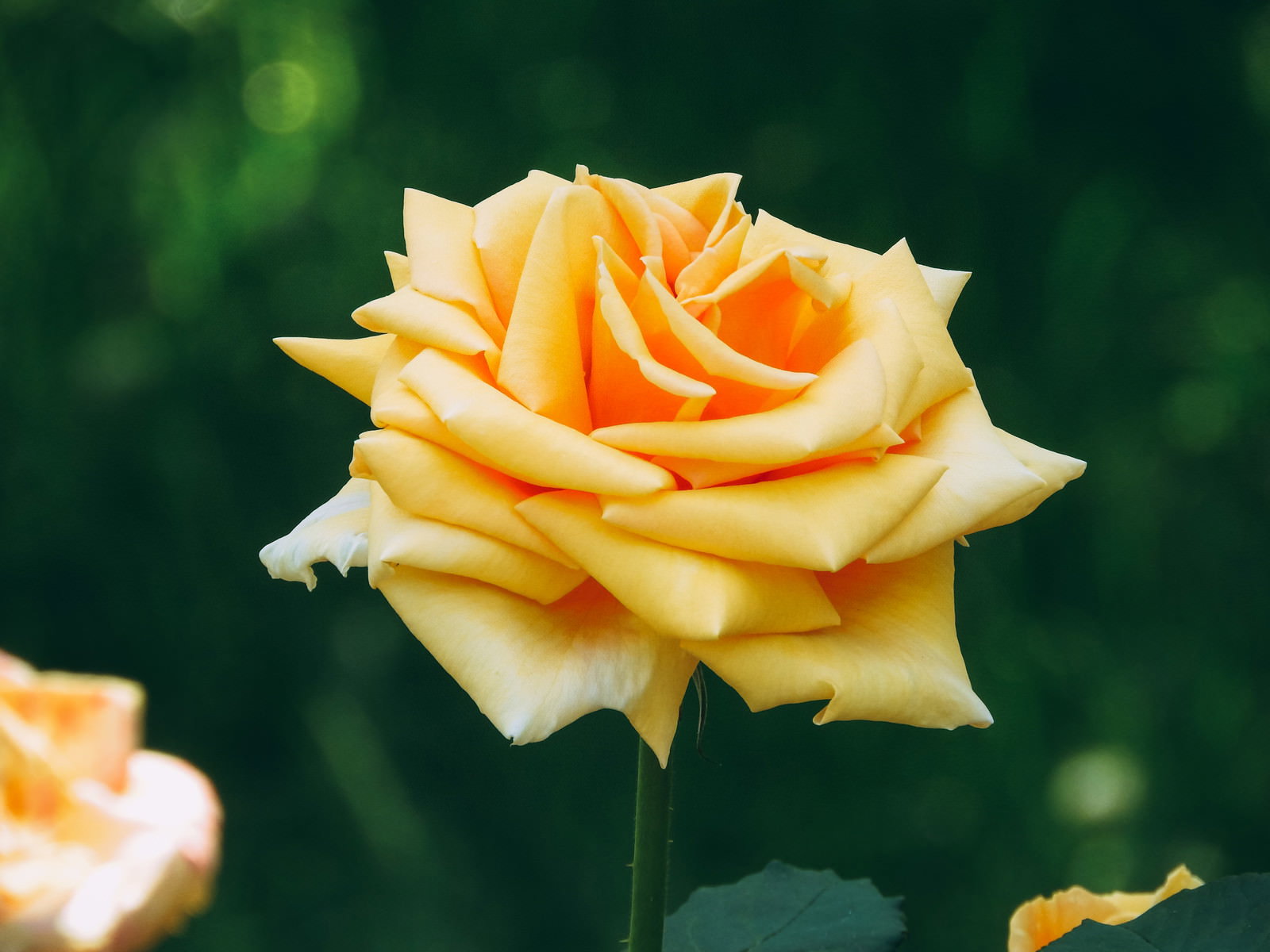 緑の背景にぼかしが入った黄色とオレンジ色のバラの花