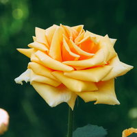 形の良い黄色い薔薇の花が咲く庭の風景の写真