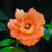鮮やかなオレンジ色の薔薇の花 つぼみから満開までの段階の写真