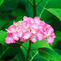 梅雨に咲くピンクのアジサイの花房の写真