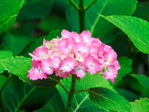 梅雨時期に咲くピンクのアジサイ