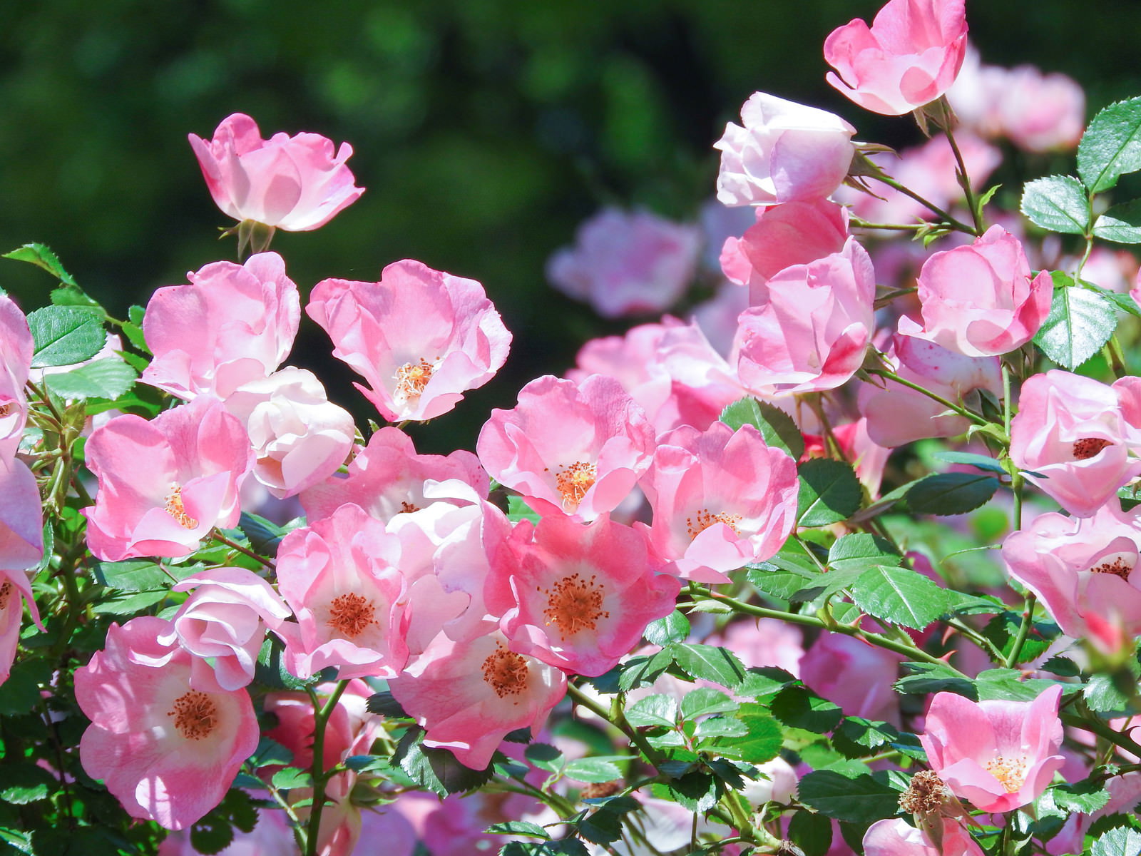 緑の葉の中に咲く濃淡のピンク色をした薔薇の花