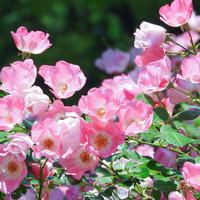 濃淡のピンクが咲き誇る薔薇の花と緑の葉の写真