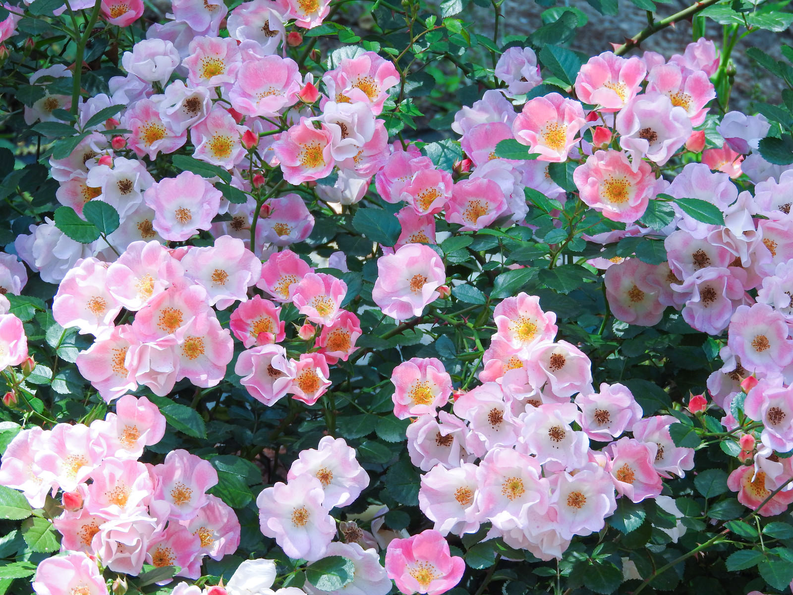 淡いピンクから濃いピンクの薔薇が密集して咲いている様子