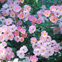 ピンク一重の薔薇の花が咲き誇る庭園風景の写真