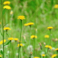 春の草原に咲く黄色いたんぽぽ開花の群生風景の写真