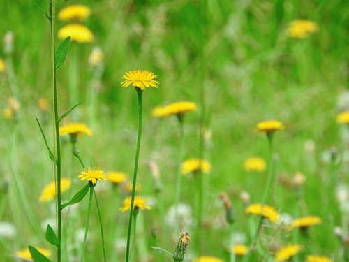 春の草原に咲く黄色いたんぽぽ開花の群生風景