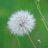 緑の中に咲くたんぽぽの白い綿毛が風に揺らぐ春の自然の写真