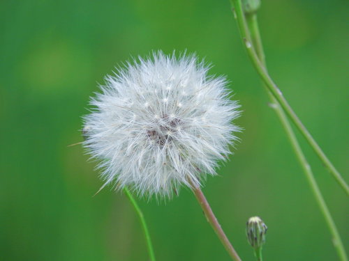 緑の中に咲くたんぽぽの白い綿毛が風に揺らぐ春の自然