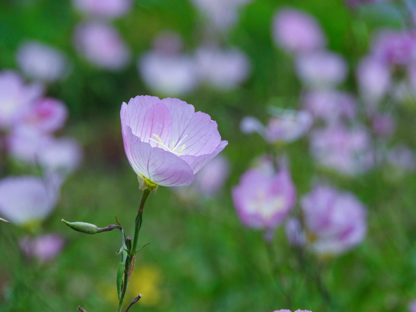 薄いピンク色の花びらの桃色月見草の開花と蕾のガーデニングの写真素材