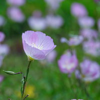 薄いピンク色の花びらの桃色月見草の開花と蕾のガーデニングの写真