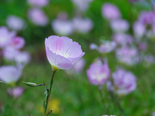 薄いピンク色の花びらの桃色月見草の開花と蕾のガーデニング