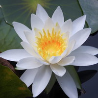 睡蓮の花（スイレン）白い花びらのクローズアップの写真