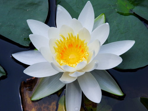 満開に咲いた白い睡蓮の花