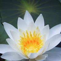 白い花弁の睡蓮が開花した水面に浮かぶ緑色の浮き葉の写真