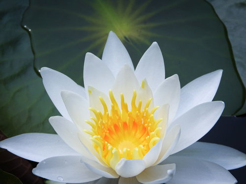 白い花弁の睡蓮が開花した水面に浮かぶ緑色の浮き葉