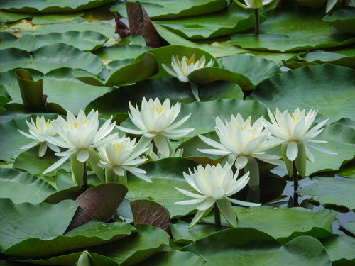 池に浮かぶ白い睡蓮と丸い葉、水面の自然風景