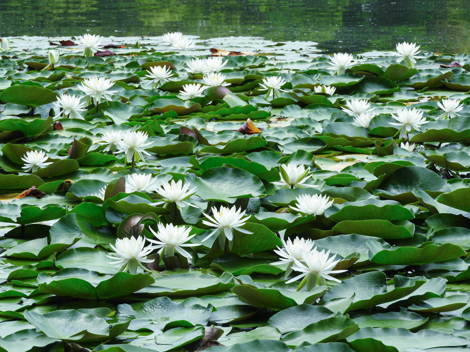 池の水面に白い睡蓮の花と緑の葉が浮かんでいる様子