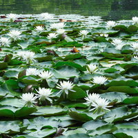 池に咲く白い睡蓮と浮かぶ葉っぱの写真