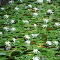 池を覆う葉と睡蓮の花（白）の写真