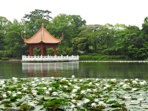 池に広がる睡蓮と赤い東屋 日本庭園の水生植物風景