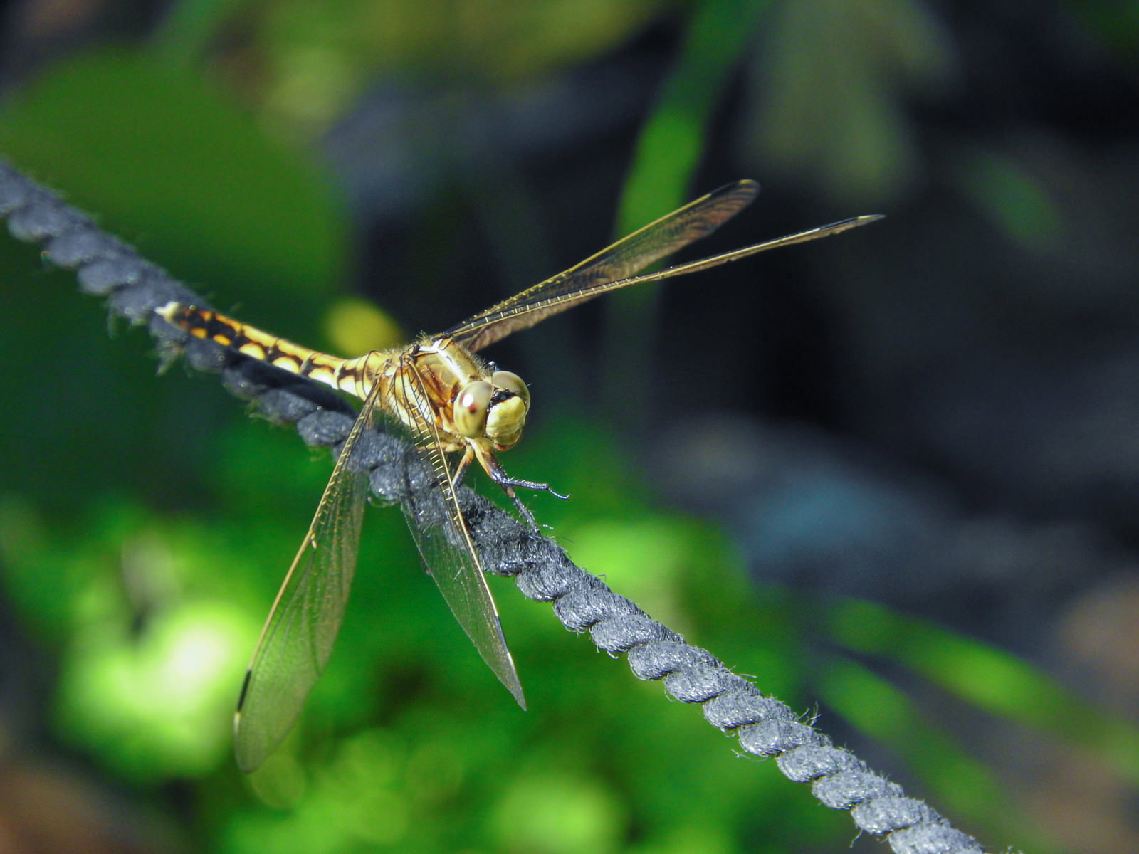 細いロープの上に止まっている黄色い体色のトンボ