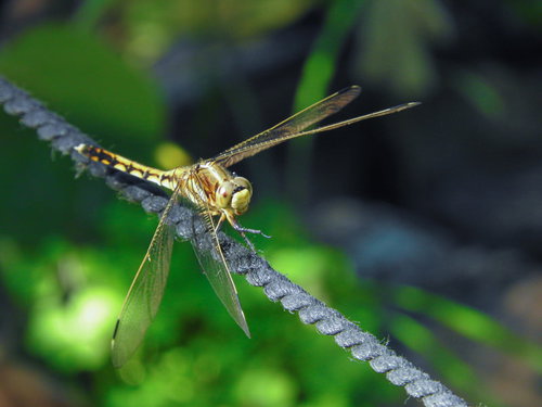 黄色い体色のロープにとまるトンボの生態観察