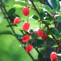 枝に実った赤いグミの実、緑葉に囲まれた秋の果実の写真