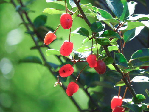 枝に実った赤いグミの実、緑葉に囲まれた秋の果実