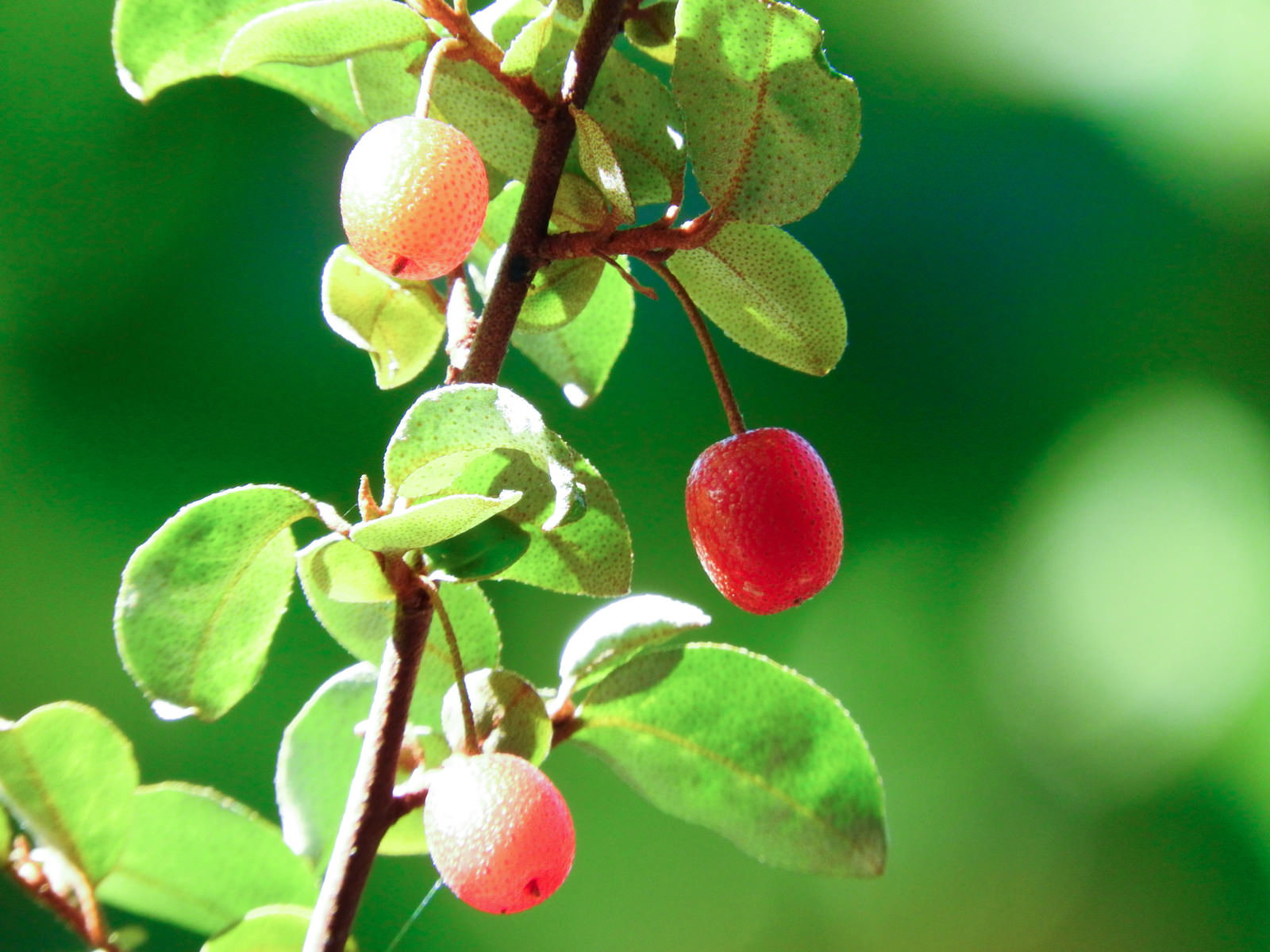グミの枝に赤い熟した実と緑の未熟な実