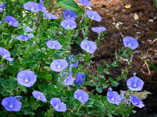 青紫色に咲くコンボルブルス、園芸用の草花