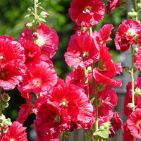 夏の庭に咲くタチアオイの群生（赤）の写真