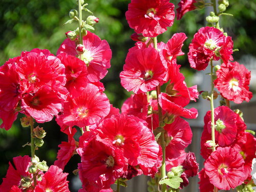 夏の庭に咲くタチアオイの群生（赤）