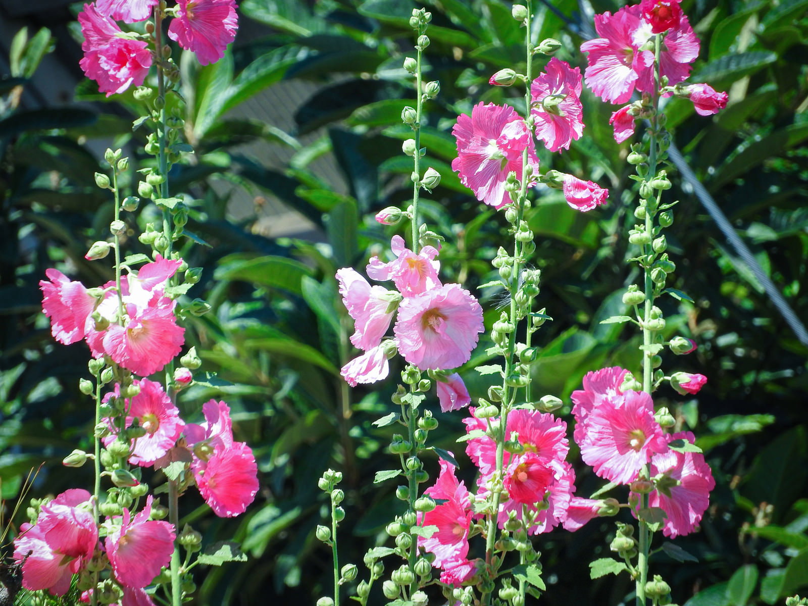 ピンク色の花びらを持つタチアオイが緑の葉と共に咲いている様子