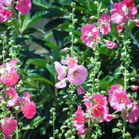 ピンク色のタチアオイが咲く庭園の季節の花風景の写真