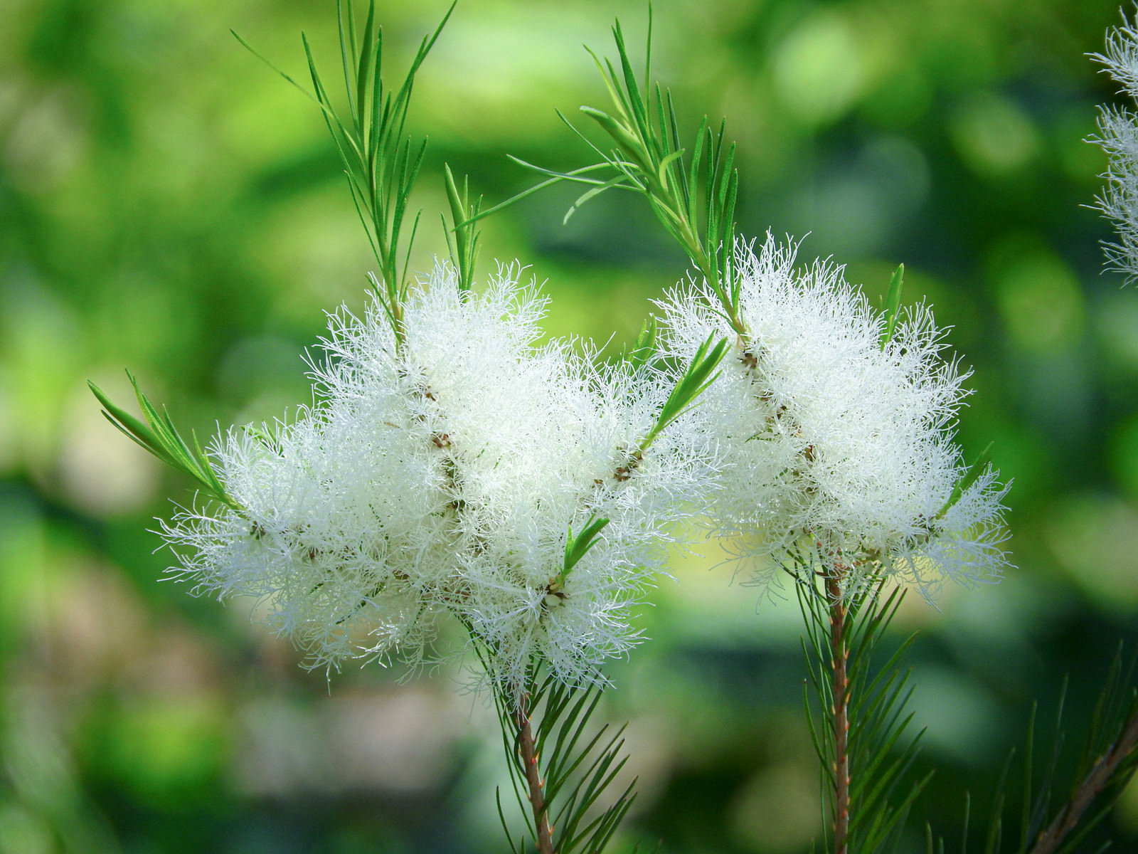 Tea tree with white fluffy flowers blooming against a green background