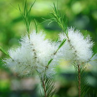 緑を背景に咲くティーツリーの白い花と繊細な針葉の写真
