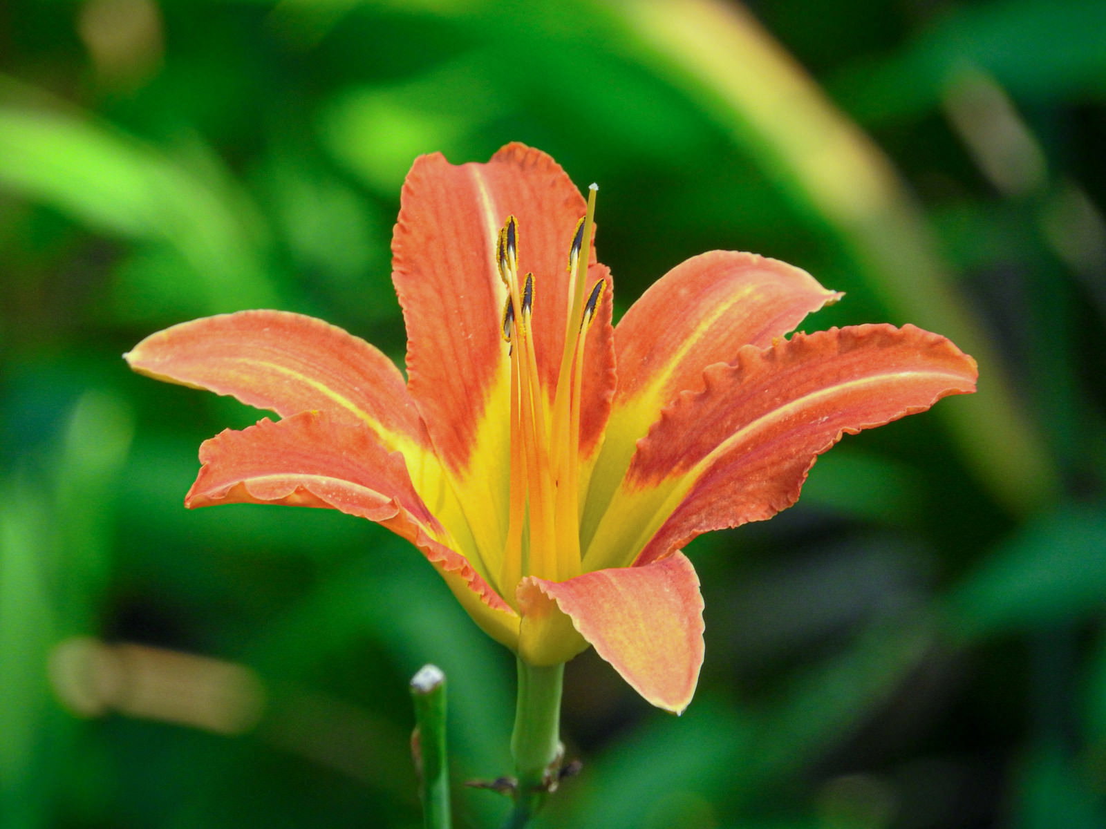 緑の葉を背景にしたオレンジ色のノカンゾウの花