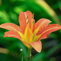 鮮やかなオレンジ色のノカンゾウの花の夏の野草の写真