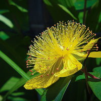 緑の葉に囲まれた黄色い花を咲かせるビョウヤナギの写真