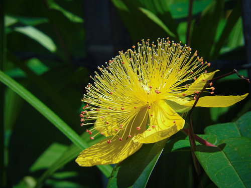 緑の葉に囲まれた黄色い花を咲かせるビョウヤナギ