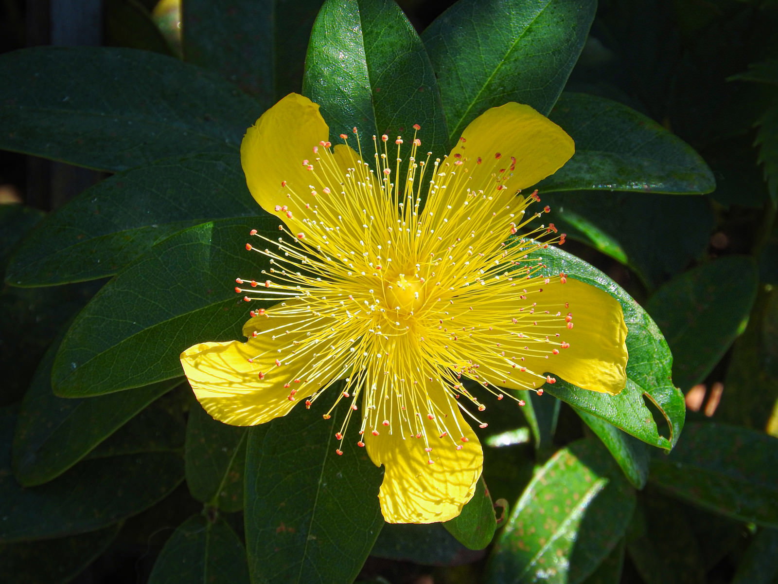 黄色い花びらと長い雄しべが特徴的なビョウヤナギの花