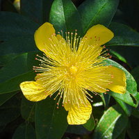 ビョウヤナギの黄色い花と雄しべ、緑の葉に囲まれた夏の庭園を彩る花木のの写真